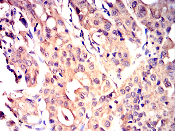 SUMO3 Antibody