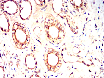 SUMO3 Antibody