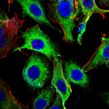 FZR1 Antibody