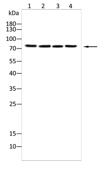 TGM2 Antibody