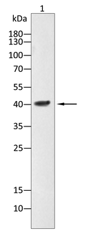 VEGFD Antibody