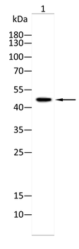 SUV39H1 Antibody