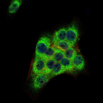 GSTA1 Antibody