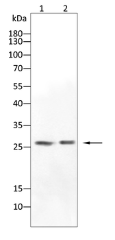 LGALS3 Antibody