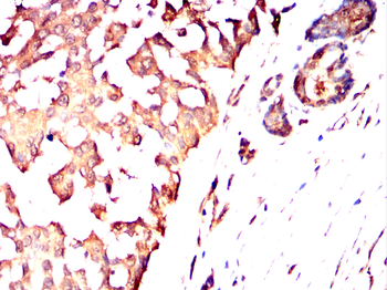 GJC2 Antibody