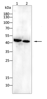 GJC2 Antibody