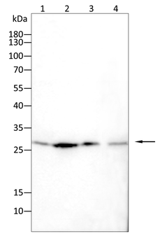 YWHAQ Antibody