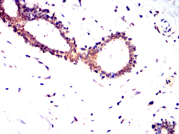 CRY2 Antibody