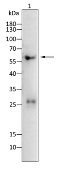 CRY2 Antibody