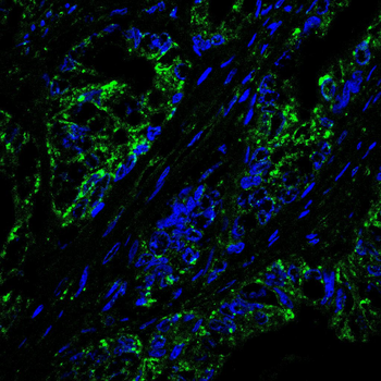 IKBKG Antibody