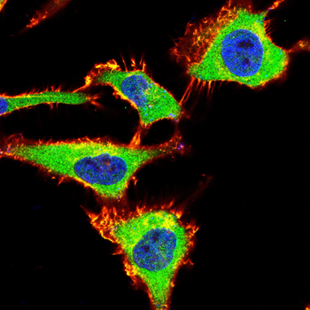 AHCY Antibody