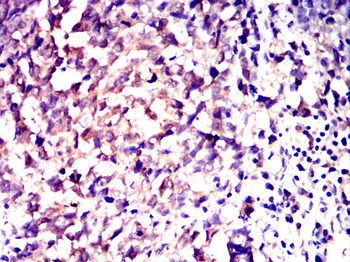 AHCY Antibody