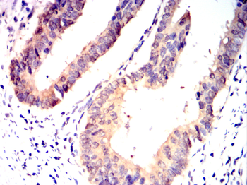 AHCY Antibody