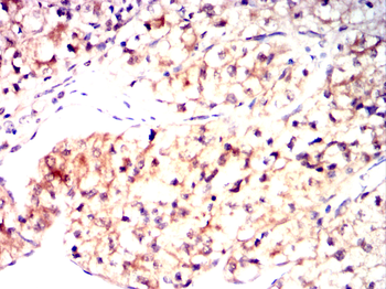 AHCY Antibody