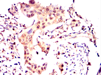 TXN Antibody