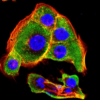 CYP1A2 Antibody