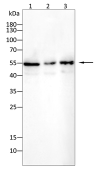 CYP1A2 Antibody