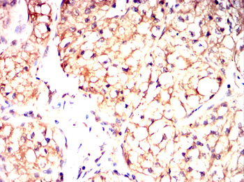 NRAS Antibody