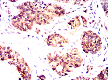 TLE4 Antibody