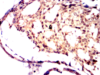 TPX2 Antibody