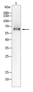 STK39 Antibody
