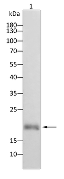 ATG12 Antibody