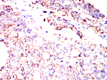 P4HB Antibody
