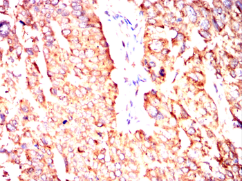 P4HB Antibody