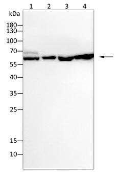 P4HB Antibody