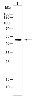 RUVBL1 Antibody