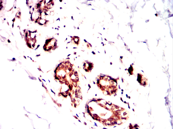 NEDD9 Antibody