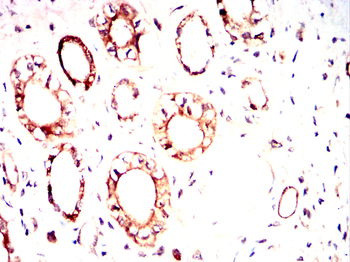 NEDD9 Antibody