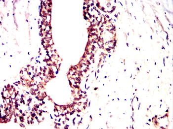 NEDD9 Antibody
