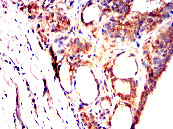 GPR83 Antibody