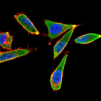 CD244 Antibody