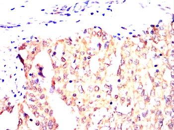 CD244 Antibody