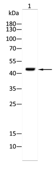 CD244 Antibody