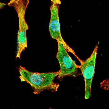 XBP1 Antibody