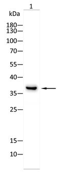 XBP1 Antibody