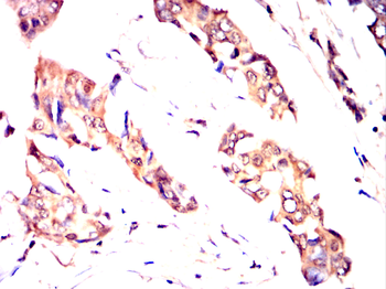 UCHL5 Antibody