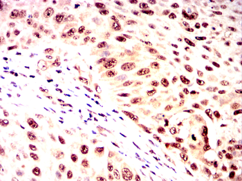 UCHL5 Antibody