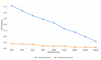 KLK2 Antibody
