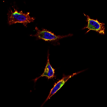 KLK2 Antibody