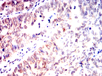 CDC27 Antibody