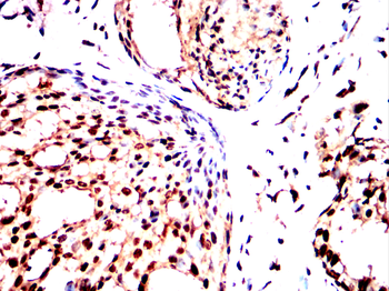 TLE1 Antibody