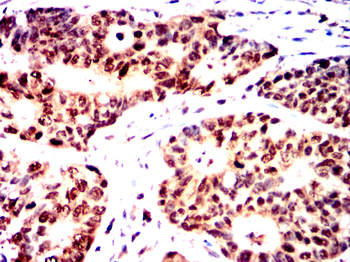 TLE1 Antibody