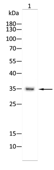 YEATS4 Rabbit Polyclonal Antibody