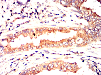 TRBC1 Antibody
