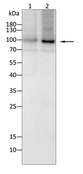 STAT5B Rabbit Polyclonal Antibody