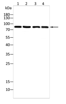 STAT5B Rabbit Polyclonal Antibody